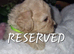 Cavapoochon