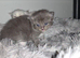 Munchkin cross Ragdoll Kittens