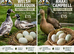 Hatching Eggs