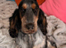 KC reg show cocker spaniel girl