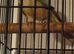 Green cheek conure