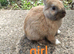 Mini rex x mini lop