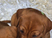 Beautiful Fox Red Labrador Retriever