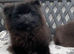 2 beautiful Pom girls
