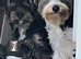 Yorkshire Terrier x biewer terrier
