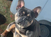 Beautiful female French bulldog