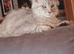 Light Grey Maine coone female