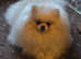 Georgeus Korean Pom.for stud
