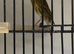 Irish Canary