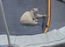 Beautiful Male ragdoll