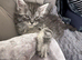 Maine coon kittens for sale cash on collection only