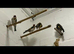 4x goldfinches