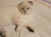 Scottish fold/straight kittens