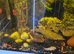 Female & Male Pleco