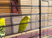 Pair of Adult budgie