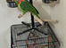 Double yellow headed male tame
