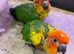 Sun conures sily tame babies available