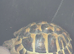Extra large Hermann tortoise