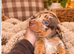 Miniature Dachshund Puppies for Sale - Gorgeous Dapple & Chocolate ️