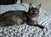 Maincoon female