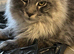 1 tica active girl left polydactyl
