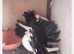 BLACK TAIL MARKED FANTAILS, PERMANENTLY ERECTED TAILS