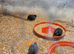 Mail  button quails for sale