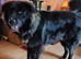 ***FERN RESCUE * 1 YR OLD CAUCASIAN SHEPARD***
