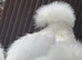 Gold and white silkie pullets point of lay