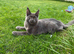 Mainecoon stud