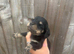 6 gorgeous miniature dachshunds