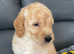 toy poodles