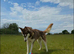 Husky