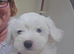 Adorable Puppies Available – 1 Boy left