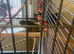 Green cheek conure