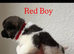 Akita pups