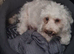 Beautiful Cavapoo Puppies