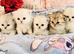 Pure chinchilla Persian
