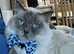 Proven Lilac Ragoll Male 2 years old rehoming