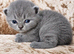 British shorthair kittens