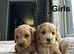 Puppies ready to leave from 3rd July