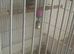 Female finch