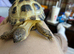 2.5 year old tortoises horsefield male