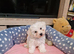 Bichon Frise Only One Left Champion Bloodline