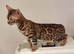 Tica registered brown bengal girl