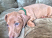 7 miniture Dachshund puppies available