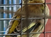 Male greenfinch