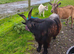 Pygmy billy goat