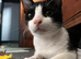 Indoor Rescue Cat Mickey For adoption