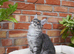 Stunning Maine coon kittens ( polydactyl)